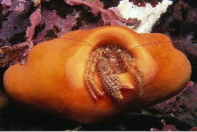 PS+欧美服11月会免游戏公布 《仁王2》等